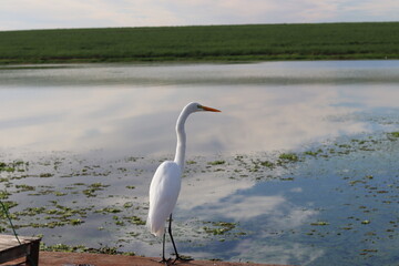 White heron fishing by the river. Fishing bird on the riverbank.