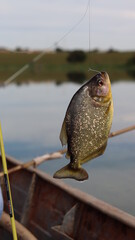 Peixe piranha de água doce. Piranha enorme. Perigo de agua doce infestada de piranhas.