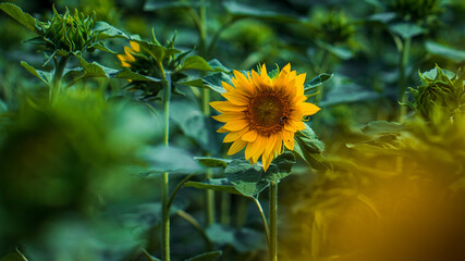 sunflower flowers in a large field on a sunny day