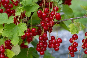 A bunch of fresh, juicy, healthy red currants. Fruits for vegetarian food.