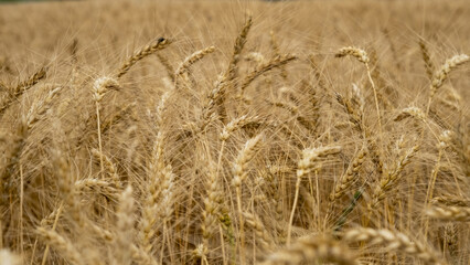 Golden wheat field. Beautiful nature sunset landscape. Meadow wheat field background of ripening ears. Concept of high yield and productive seed industry. Bread crisis in the world