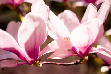 Fototapeta na wymiar fantastic blooms magnolia in Ukraine