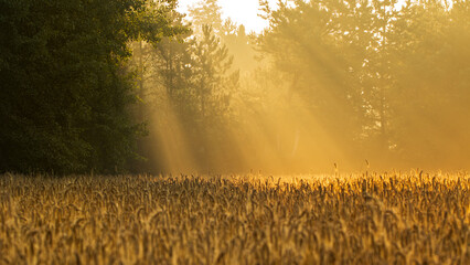 view of a morning wheat field in golden colors © Marcin C
