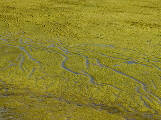 Le long de la Seudre