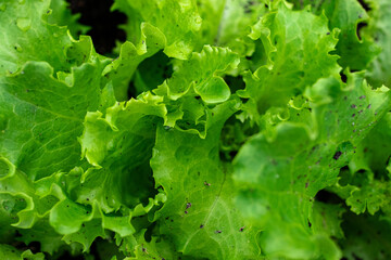cultivation of salad, farm salt
