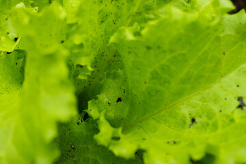 cultivation of salad, farm salt