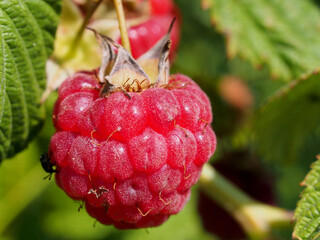 A ripe raspberry berry is hanging on a branch. Macro photography.