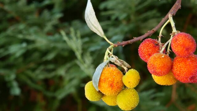 Strawberry tree or shrub ripe and unripe fruits, irish arbutus unedo harvest, cain or cane apple berries. California garden. Green leaves foliage. Mediterranean Europe flora, widespread in Ireland.