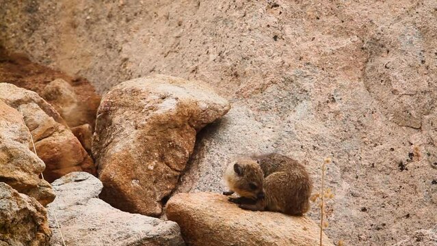 Rock hyrax scratching on rocks in Kruger National park, South Africa ; Specie Procavia capensis family of Procaviidae