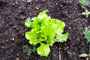 cultivation of salad, farm salt