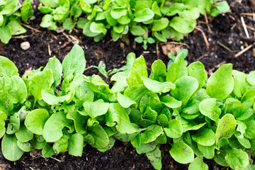 cultivation of sorrel, farm salt