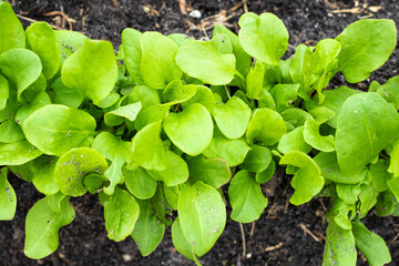 cultivation of sorrel, farm salt