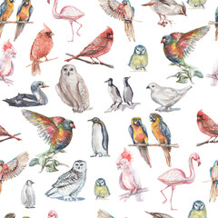 Birds watercolor illustration hand drawn  background animals nature clipart different birds owl 