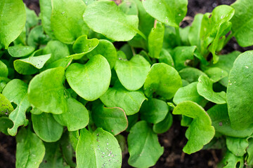 cultivation of sorrel, farm salt