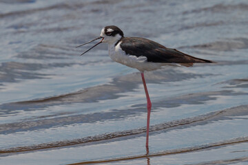  Black-necked Stilt