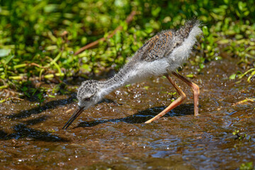 Black-necked Stilt Chick