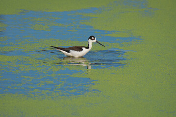 Black-necked Stilt