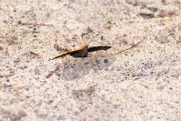 butterfly close-up with raised head