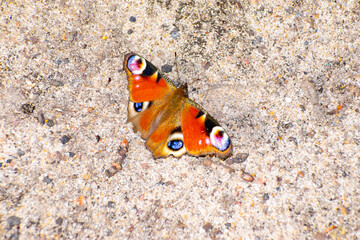 butterfly close-up with raised head