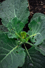cultivation of cabbage, farm salt