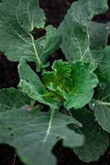 cultivation of cabbage, farm salt