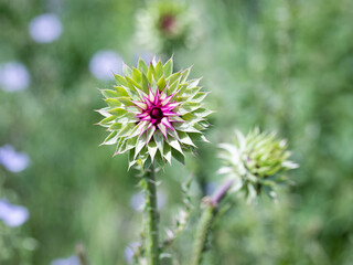 Blessed thistle pink flowers, close-up. Herbal medicinal plant Silybum marianum. pink thistle flowers