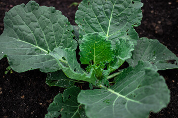 cultivation of cabbage, farm salt