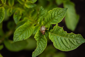 cultivation of potato, farm salt