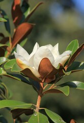 Fototapeta premium Large white Magnolia grandiflora flower close-up on a blurry background