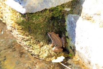 Forest frog on a rock in the lake