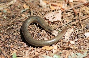 Legless lizard Anguis fragilis on a forest path 