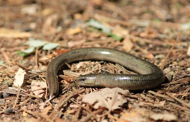 Legless lizard Anguis fragilis on a forest path 