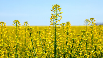 Canola flower field with bright yellow flowers against a blue sky, close-up photo