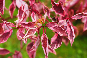 autumn background with red leaves of ornamental bush