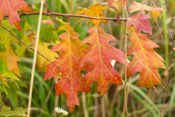 Macro landscape with brightly colored autumn leaves