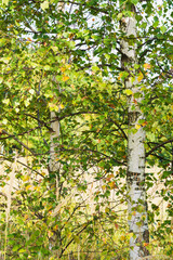 autumn outfit of a small young birch