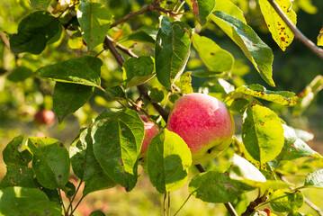 Apples on a branch in the garden