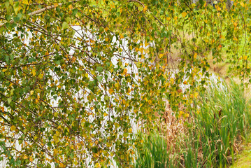 sprawling birch branches in autumn by the lake