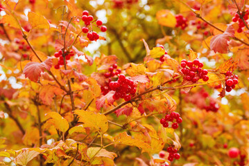 Ripe berries and brightly colored autumn leaves