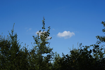 sky with few clouds over young forest