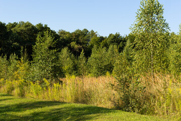 Fototapeta na wymiar Autumn landscape with forest outskirts and lush vegetation