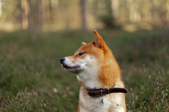 Red dog sits in a field resting. Happy pet in nature. Shiba Inu smiling