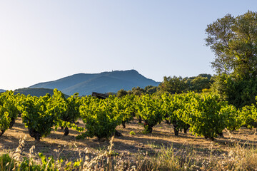 Fototapeta na wymiar Vue au coucher du soleil du vignoble Saint-Chinian près du hameau de Ceps à Roquebrun