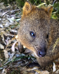 Naklejka premium Cute Quokka Close-up