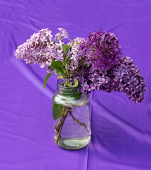 white and pink lilac blossom  in a jar  against purple background