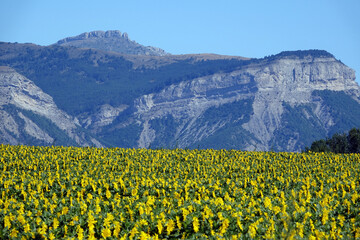 Sonnenblumen in der Provence