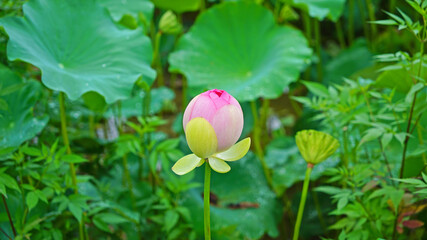 lotus and lotus leaves in the lotus field