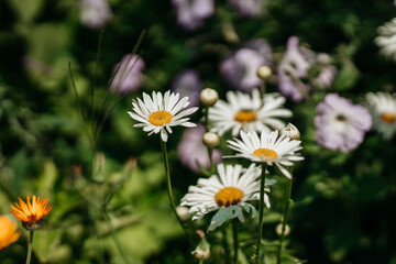 Big chamomile flowers on a field on a sunny day in the nature. Daisy flowers wide background. Chamomile pharmacy (otherwise Matricaria chamomilla, chamomile stripped, Camila, blink, blush, maiden flow