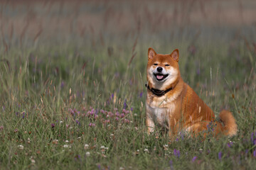Naklejka na ściany i meble Red dog sits in a field resting. Happy pet in nature. Shiba Inu smiling