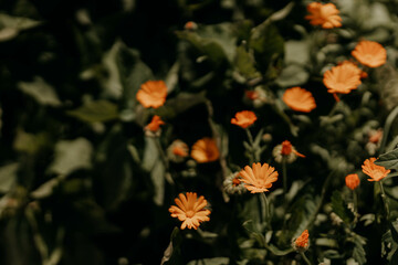 Fototapeta premium calendula flowers blooming in garden, sunny day in the nature. Orange flowers wide background. Calendula officinalis is used in pharmacy. Dark picture tone. blooming in the garden. Medicinal plant